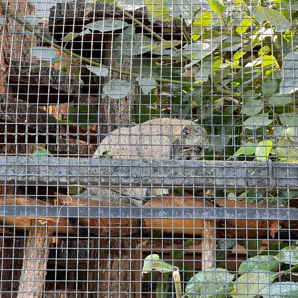 レニングラード動物園のナミカの写真