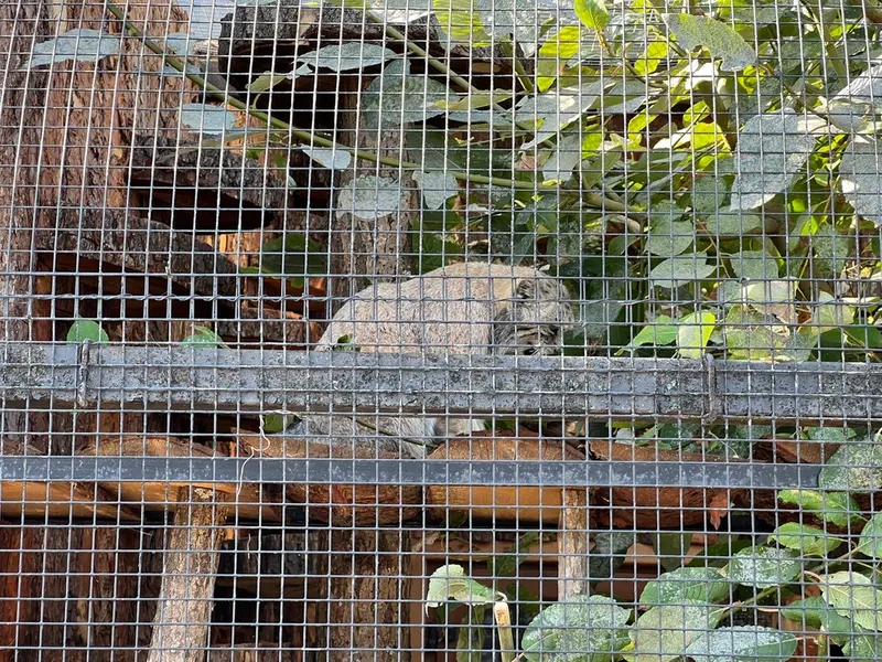 レニングラード動物園のナミカの写真