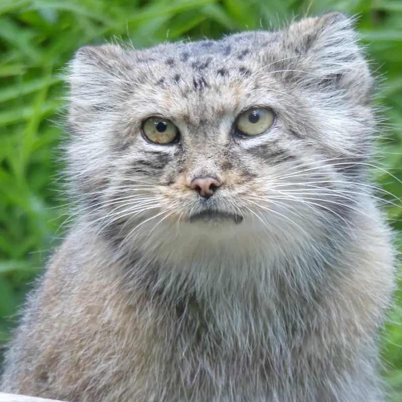 ヴロツワフ動物園のザリナの写真