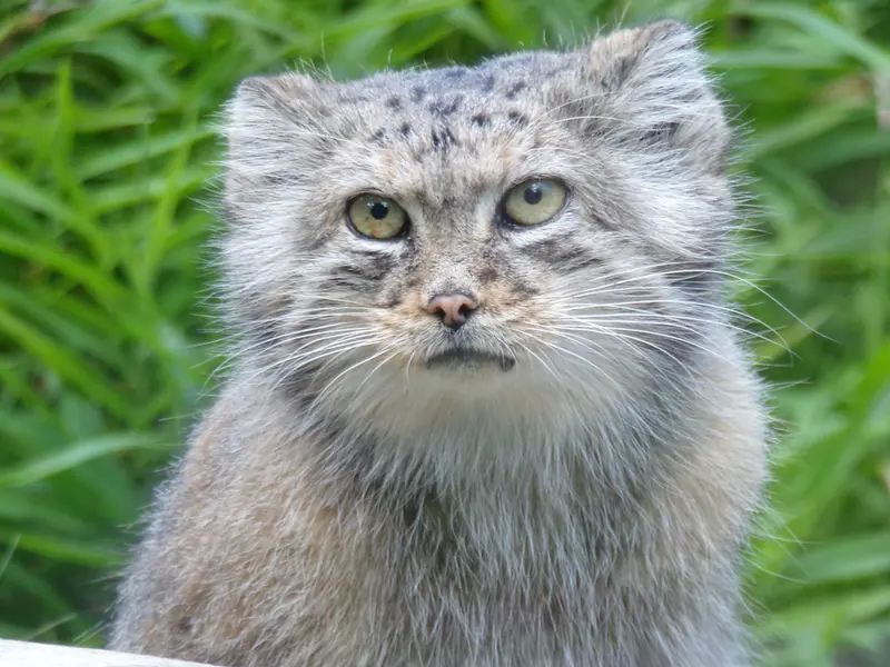 ヴロツワフ動物園のザリナの写真