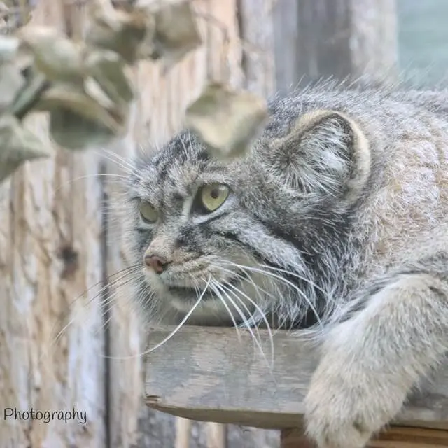 サスカトゥーン林業農場公園・動物園のノックスの写真