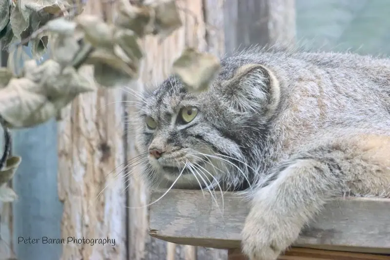 サスカトゥーン林業農場公園・動物園のノックスの写真