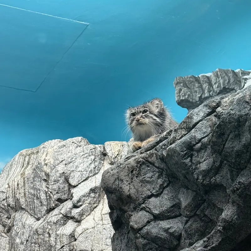 シンシナティ動物園のイザベルの写真