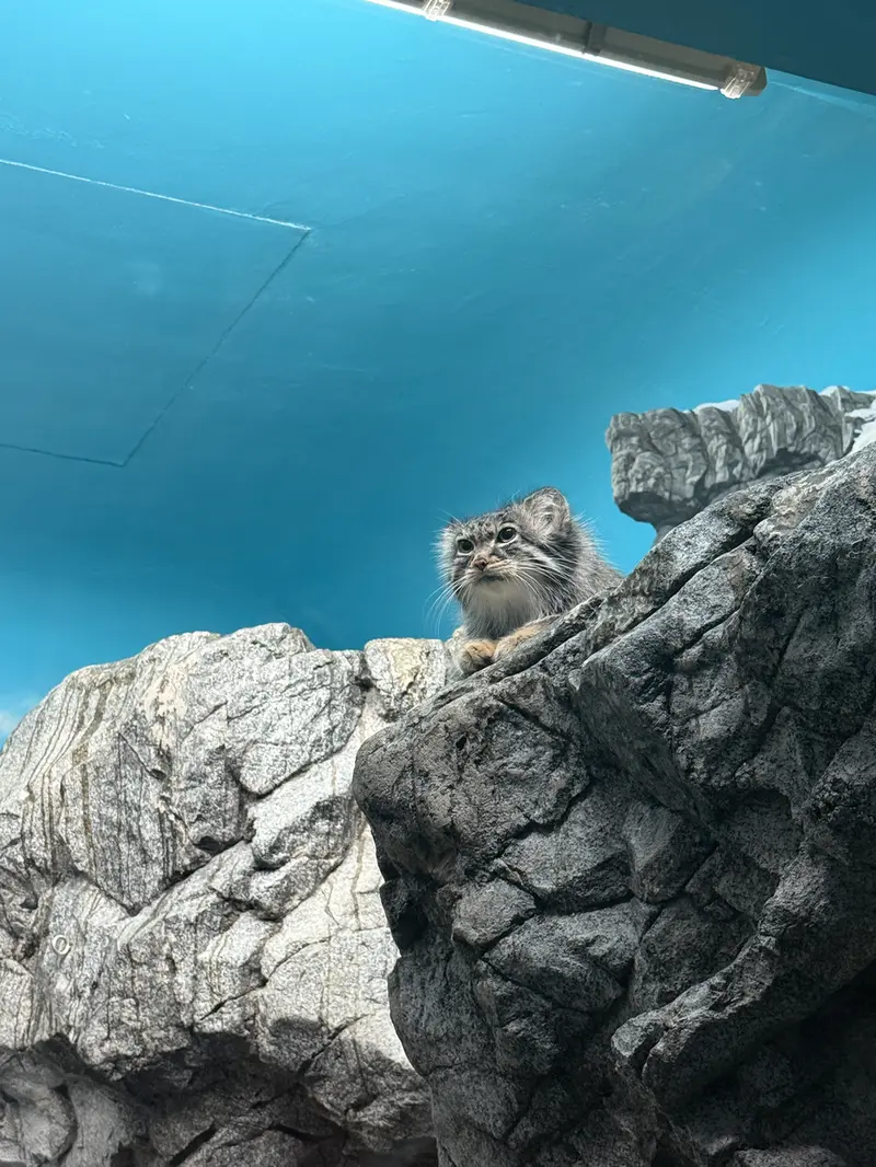 シンシナティ動物園のイザベルの写真