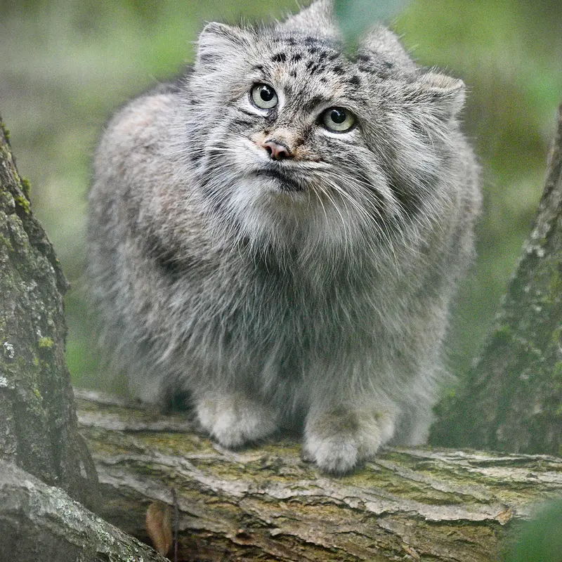 ティアパーク・ベルリンのマネキーネコの写真