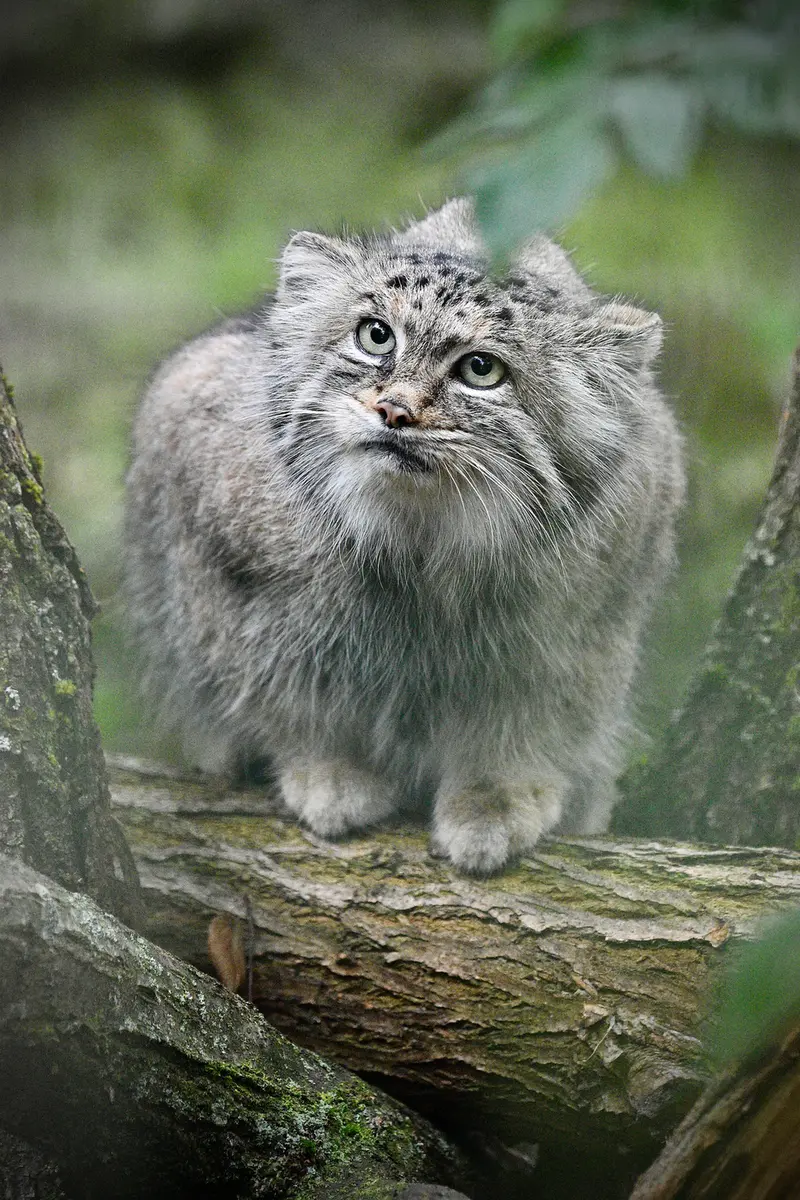 ティアパーク・ベルリンのマネキーネコの写真