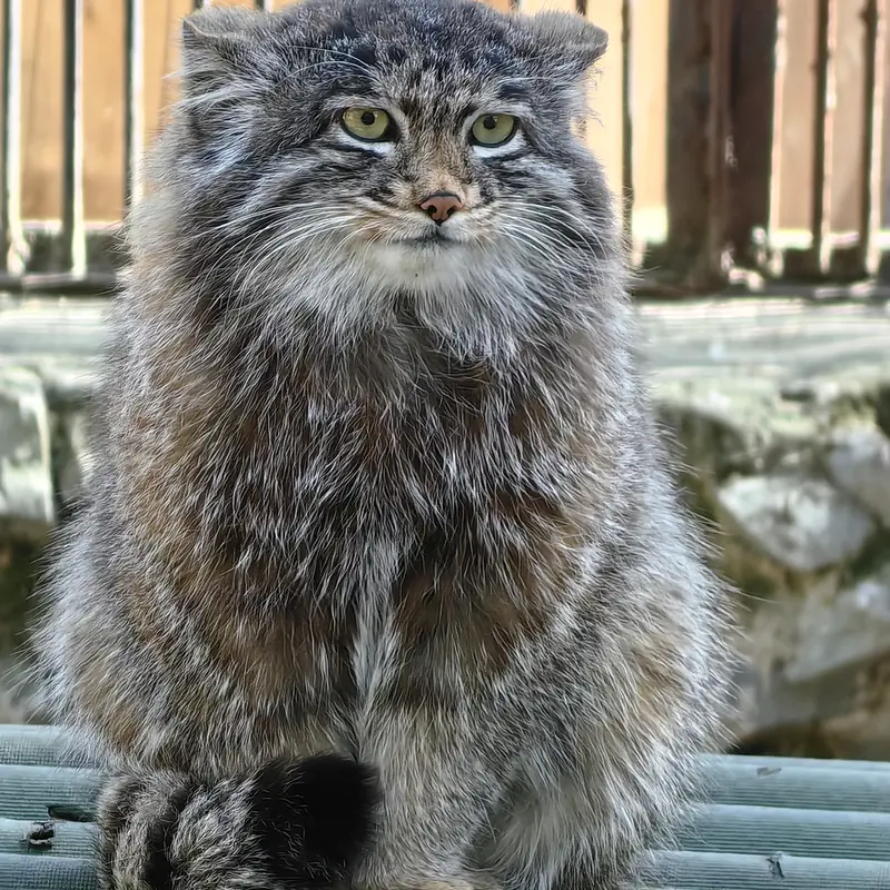 ノヴォシビルスク動物園のグレイの写真