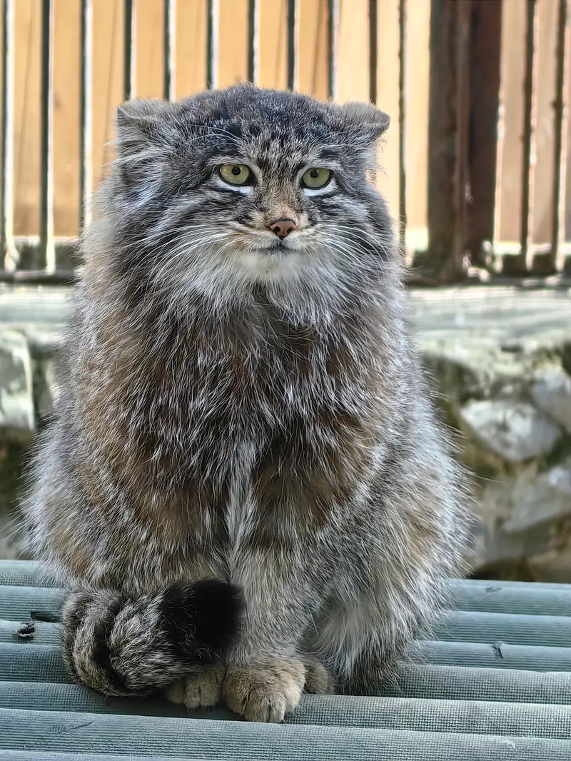 ノヴォシビルスク動物園のグレイの写真