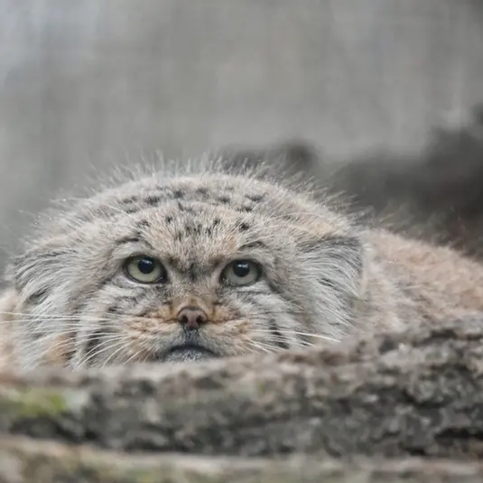 ザールブリュッケン動物園のカルプソの写真