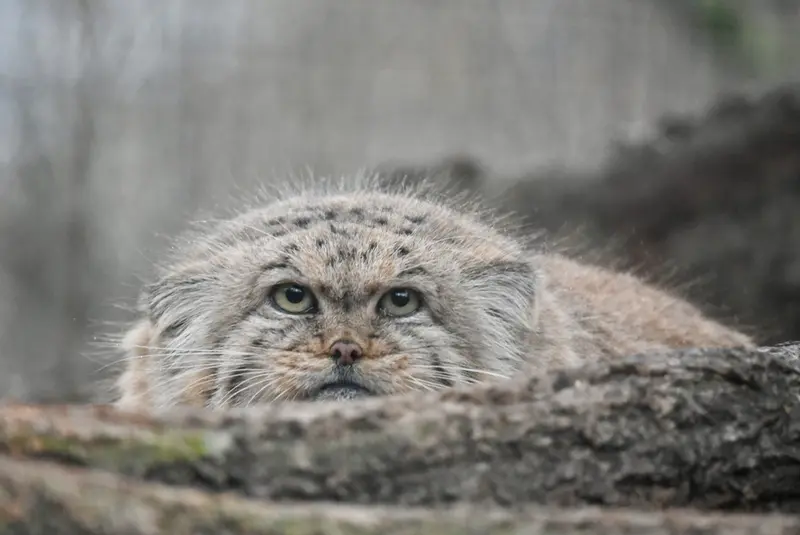 ザールブリュッケン動物園のカルプソの写真
