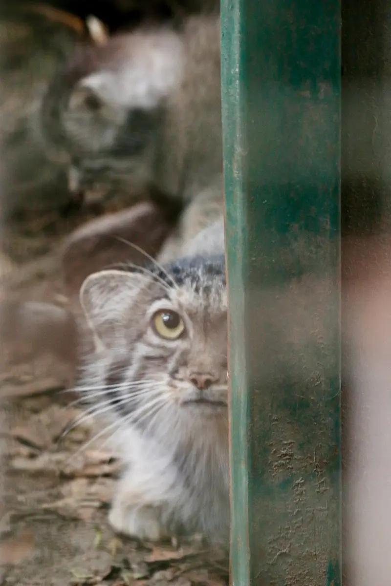ブダペスト動物園＆植物園のルーシーの写真