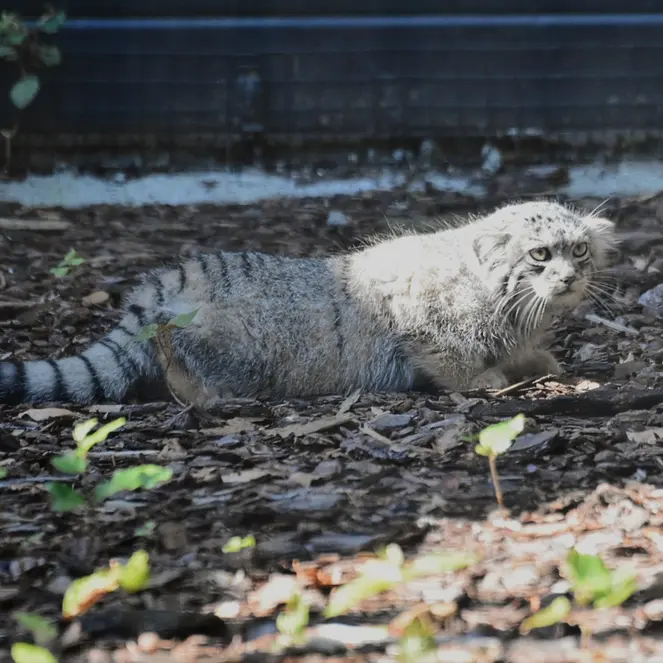 グダニスク動物園のマヌルネコの写真
