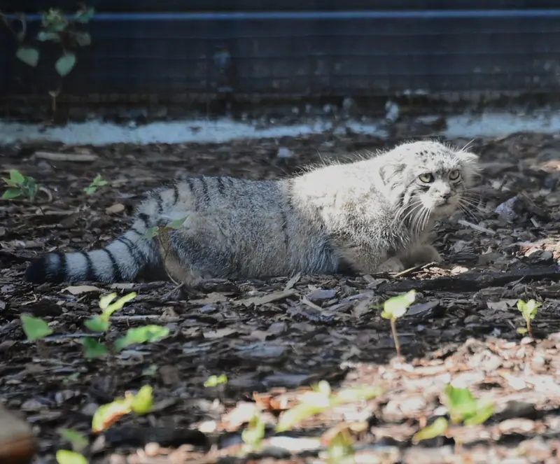 グダニスク動物園のマヌルネコの写真