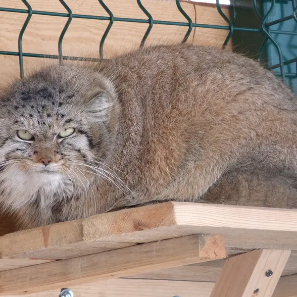 バルナウル動物園「レースナヤ・スカースカ」のペペの写真