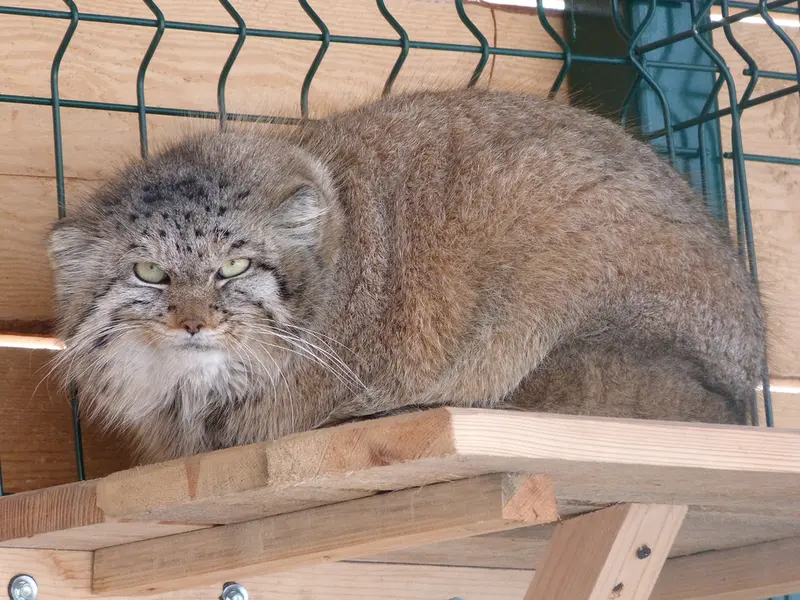バルナウル動物園「レースナヤ・スカースカ」のペペの写真