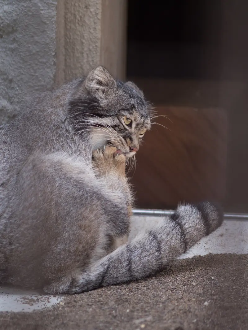野毛山動物園のフィーガの写真
