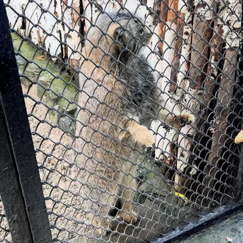 ノヴォシビルスク動物園のマヌルネコの写真