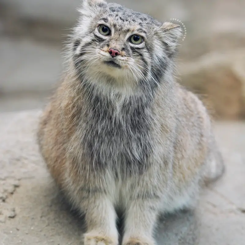神戸どうぶつ王国のアズの写真