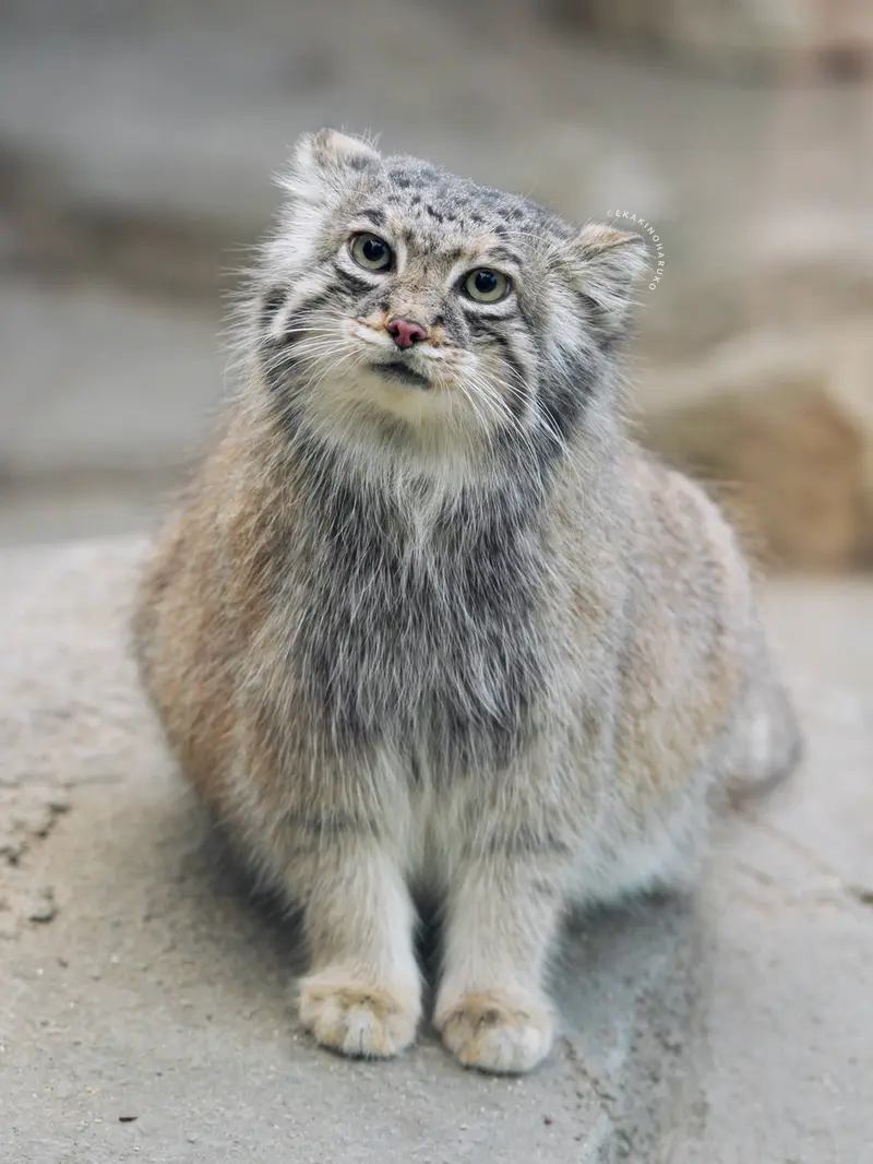 神戸どうぶつ王国のアズの写真
