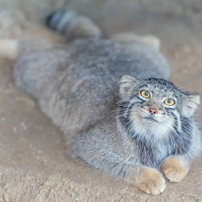 神戸どうぶつ王国のオトの写真