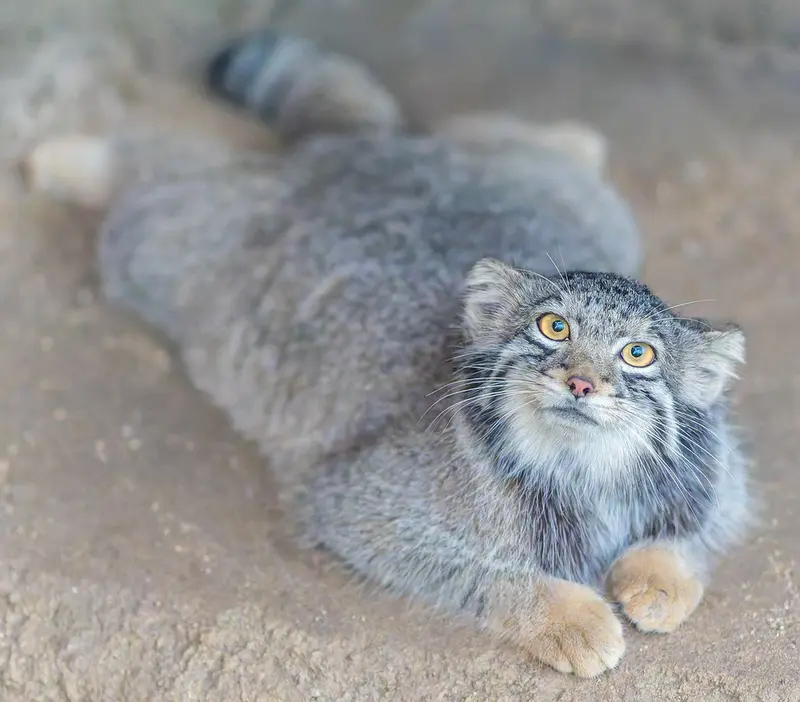 神戸どうぶつ王国のオトの写真