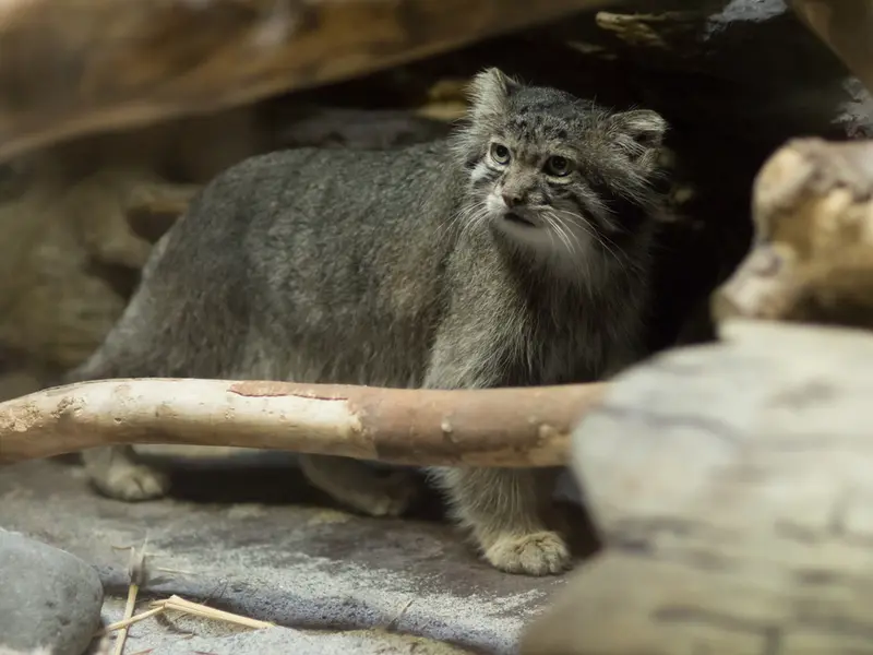 恩賜上野動物園のクリョンの写真
