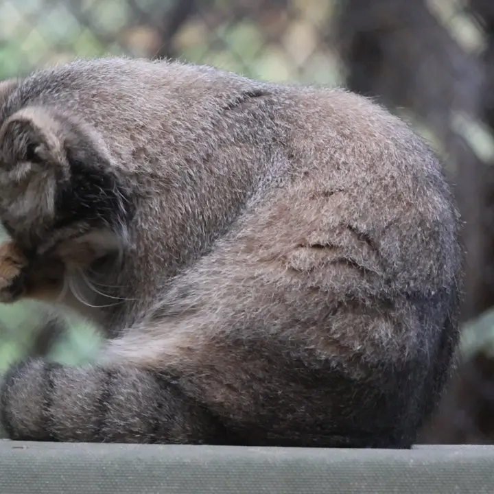 ノヴォシビルスク動物園のマヌルネコの写真