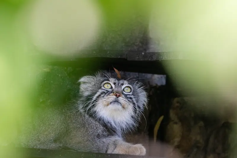 モスクワ動物園のティモフェイの写真
