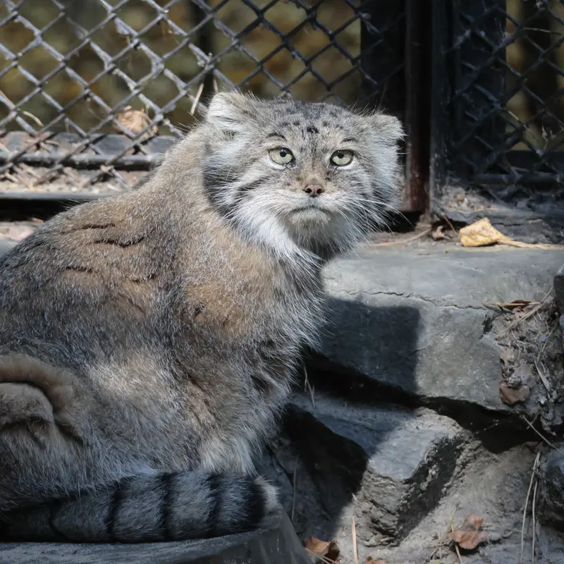 ノヴォシビルスク動物園のラストチカの写真