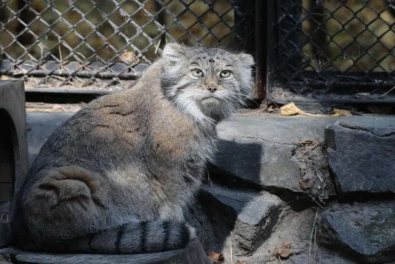 ノヴォシビルスク動物園のラストチカの写真