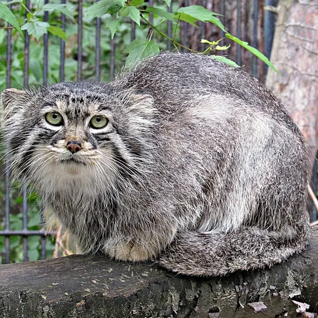 ノヴォシビルスク動物園のシェブの写真
