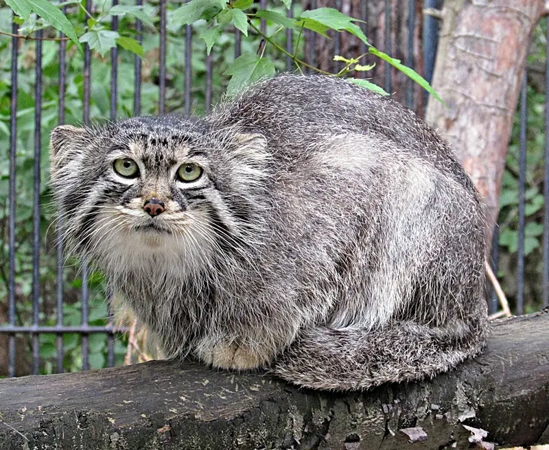 ノヴォシビルスク動物園のシェブの写真