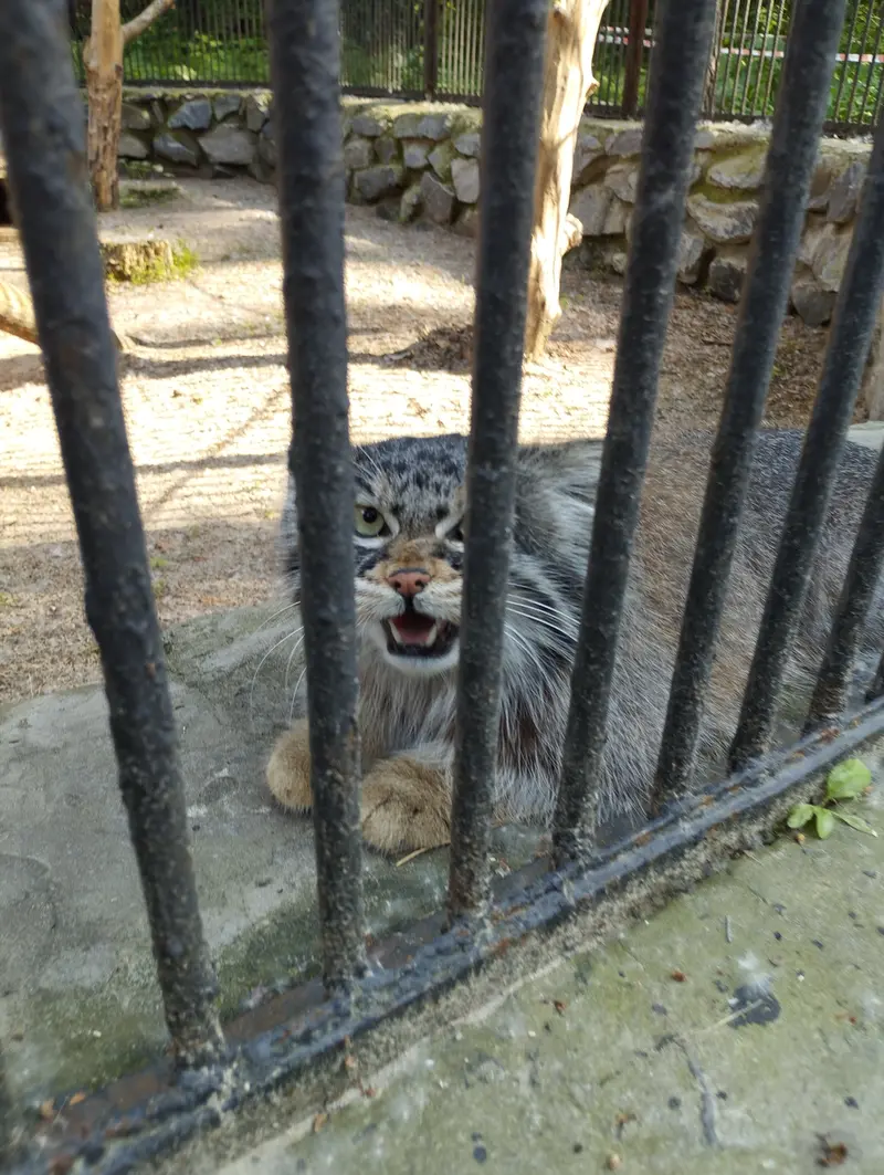 ノヴォシビルスク動物園のマヌルネコの写真
