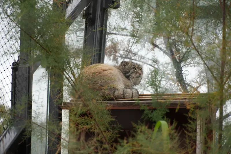 プラハ動物園のスパイの写真