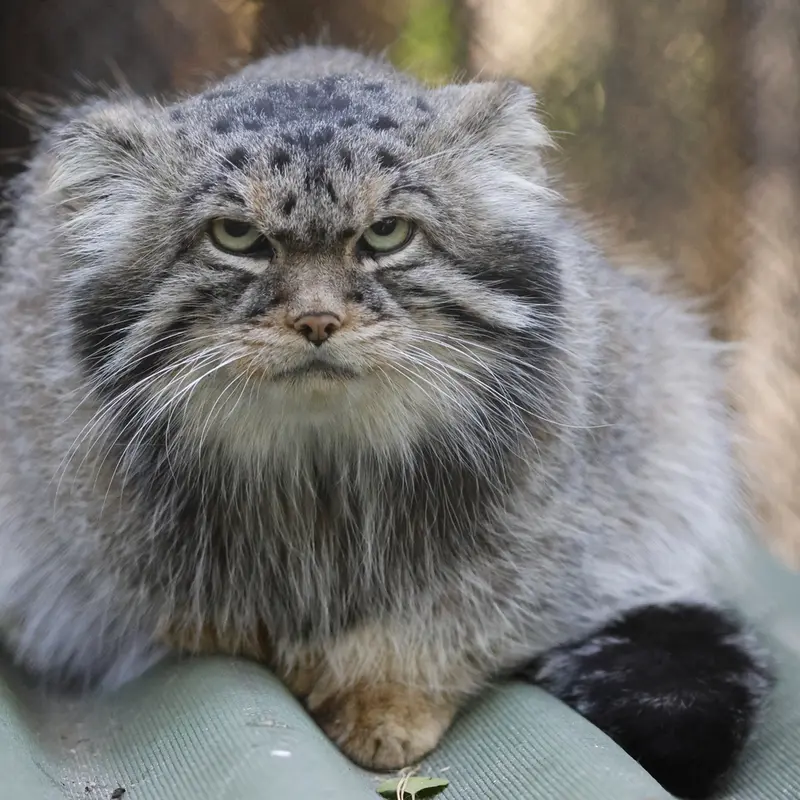 ノヴォシビルスク動物園のジョージの写真