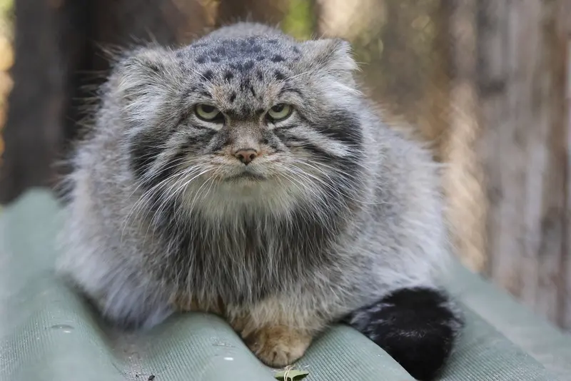 ノヴォシビルスク動物園のジョージの写真