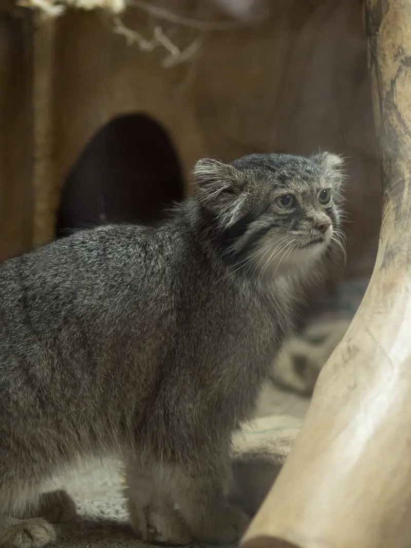 恩賜上野動物園のクリョンの写真