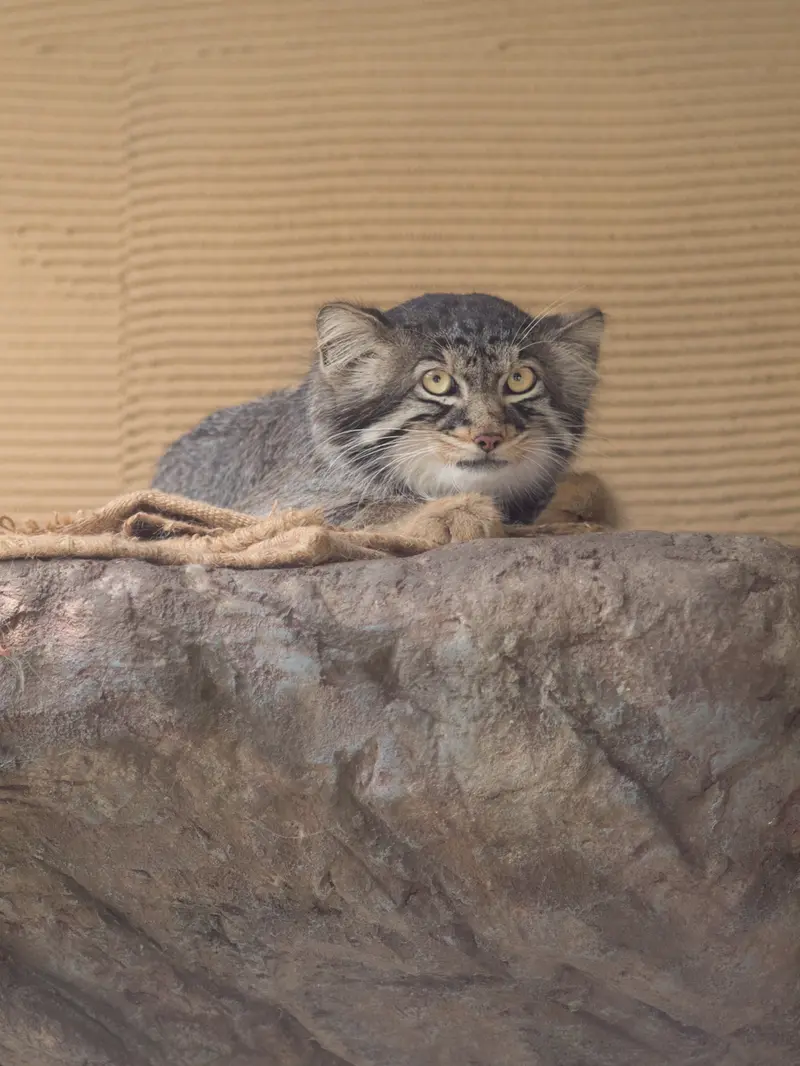 旭山動物園のヒデの写真