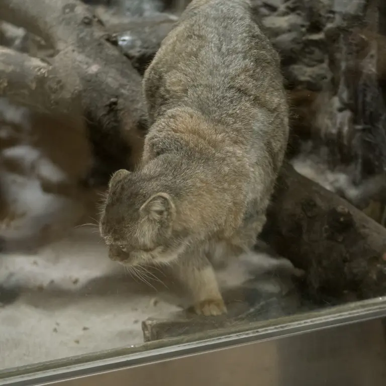 恩賜上野動物園のプリームラの写真