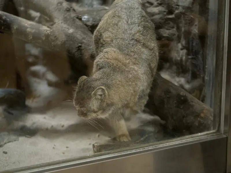 恩賜上野動物園のプリームラの写真