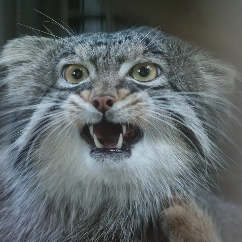 野毛山動物園のフィーガの写真