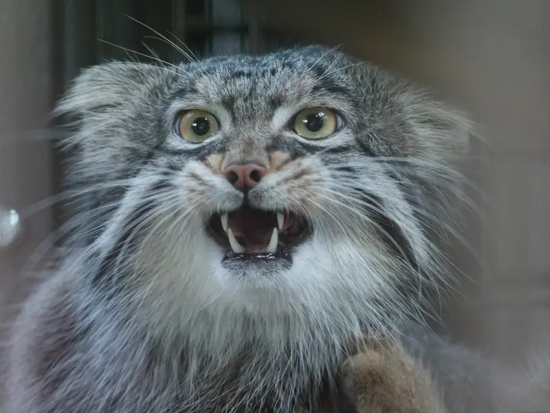 野毛山動物園のフィーガの写真