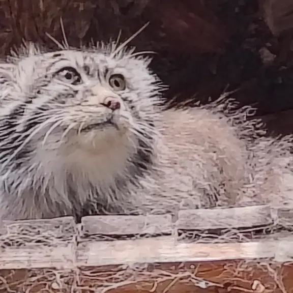 ブダペスト動物園・植物園のボフスの写真