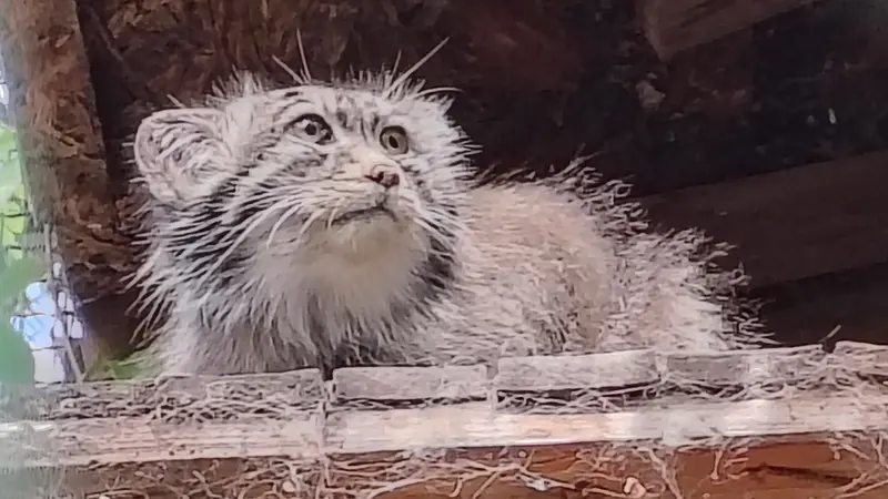 ブダペスト動物園・植物園のボフスの写真