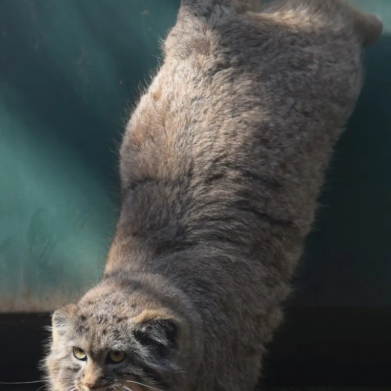 ブダペスト動物園＆植物園のルーシーの写真