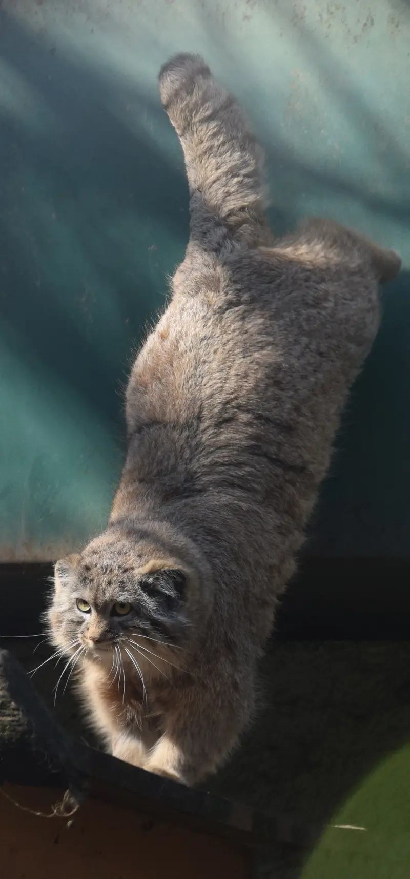 ブダペスト動物園＆植物園のルーシーの写真