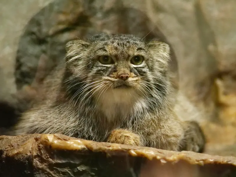 恩賜上野動物園のサフランの写真