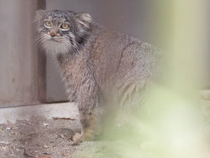 野毛山動物園のフィーガの写真