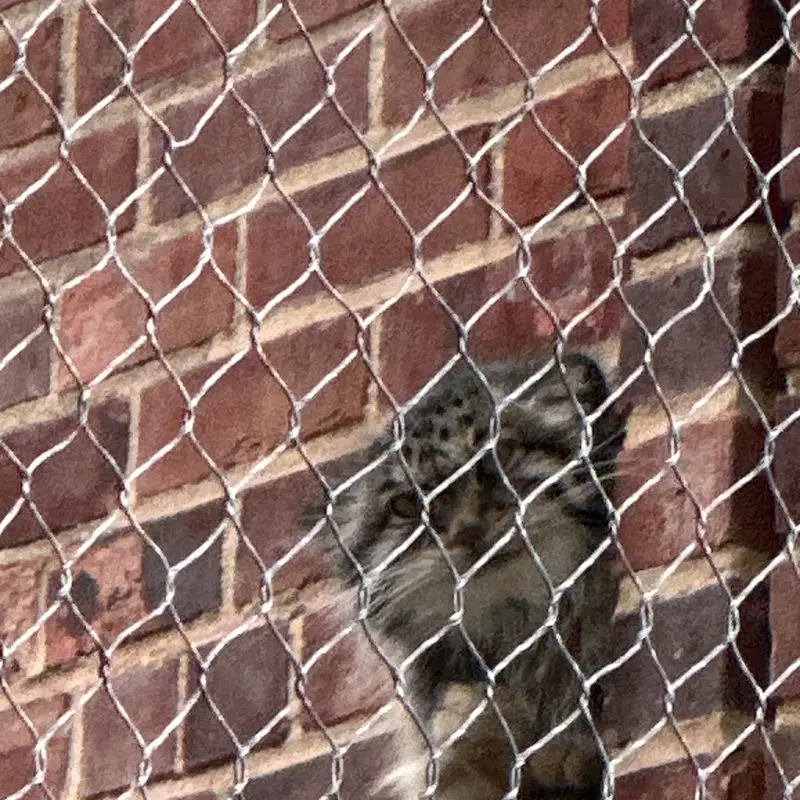 プロスペクト・パーク動物園のマヌルネコの写真
