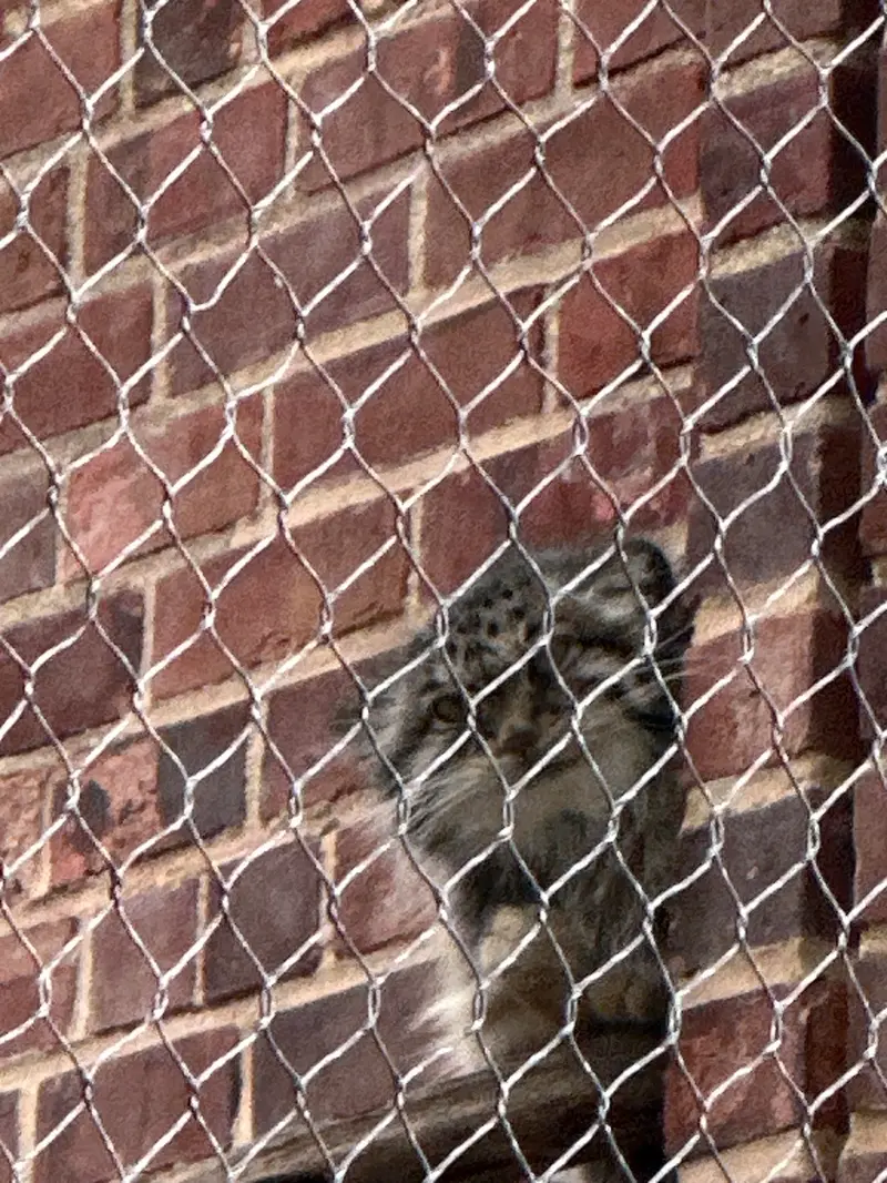プロスペクト・パーク動物園のマヌルネコの写真